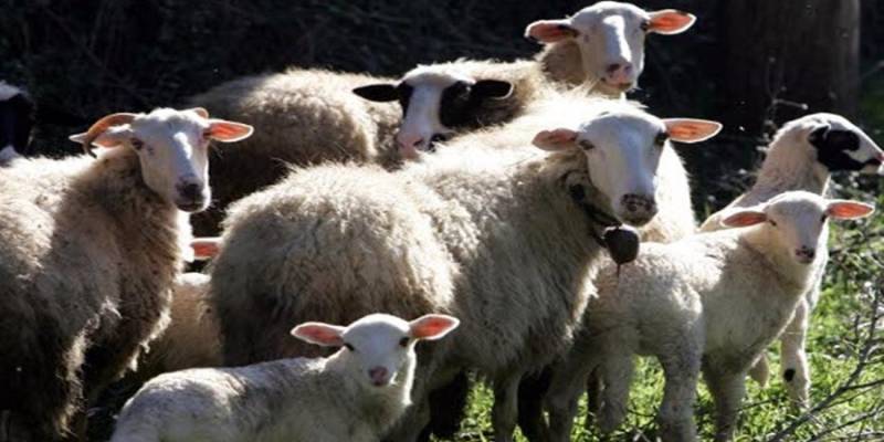 Κύπρος: 65χρονος καταδικάστηκε για κτηνοβασία - Κακοποιούσε ζώα σε κτηνοτροφική μονάδα