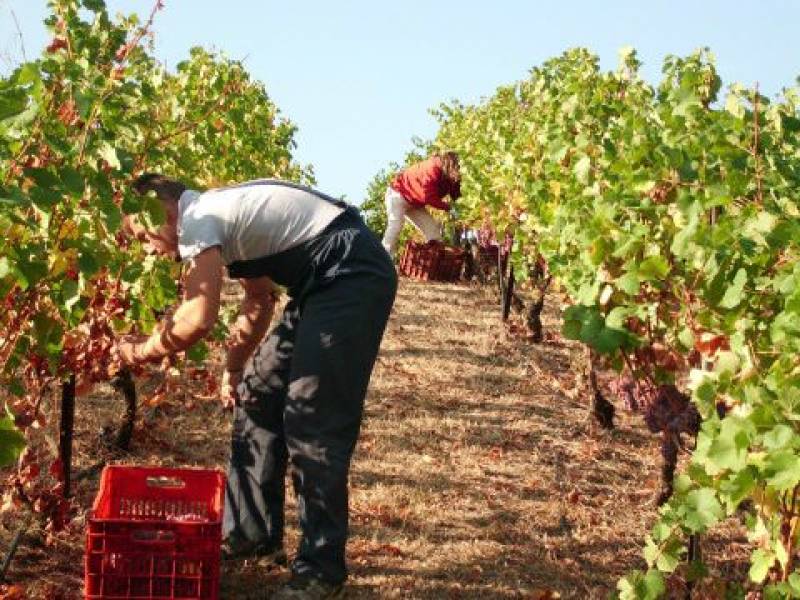 ΚΕΟΣΟΕ: Μειωμένη κατά 24,85% η φετινή παραγωγή οίνου