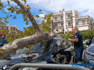 Καλαμάτα: Δέντρο έπεσε πάνω σε σταθμευμένο αυτοκίνητο στο πάρκινγκ του Νέδοντα