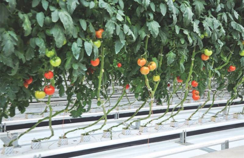 Μεγάλη επένδυση για υδροπονική καλλιέργεια ντομάτας στη Μεγαλόπολη