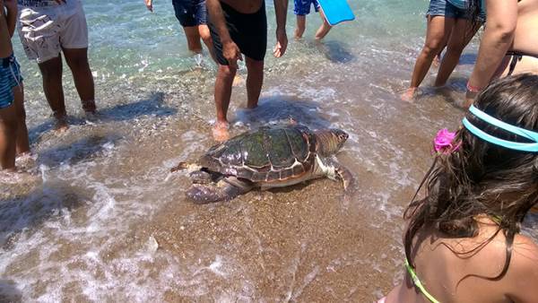 Νεκρή θαλάσσια χελώνα ξεβράστηκε στην παραλία του Γιαννιτσοχωρίου