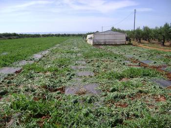 Ξερίζωσαν καρπούζια από μποστάνι στον Αγρίλη