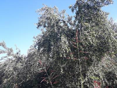 Η “Αγωνιστική Συνεργασία Πελοποννήσου” για κορονοϊό