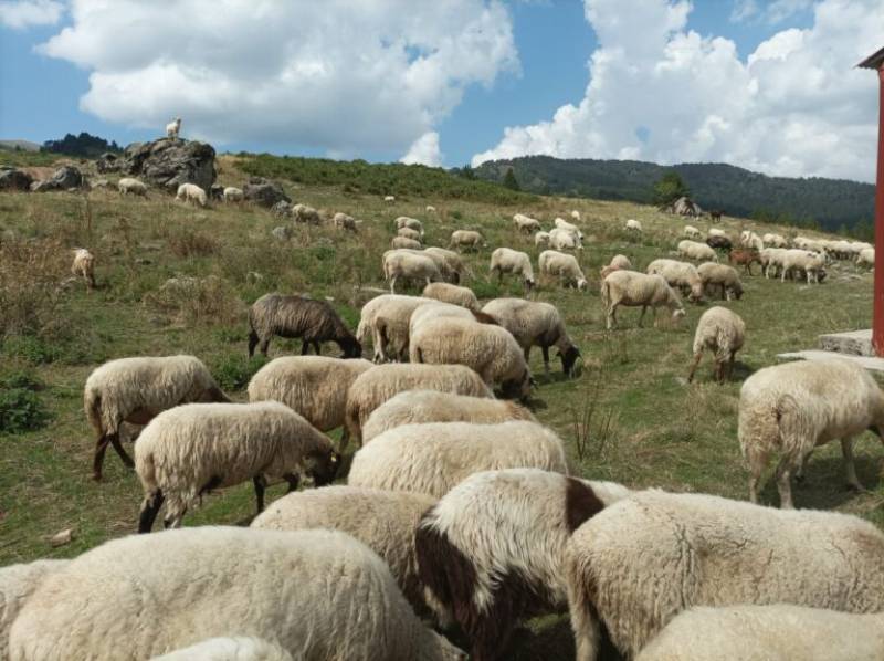 Σύσκεψη στη Λέσβο για τα μέτρα βιοασφάλειας απέναντι στον αφθώδη πυρετό