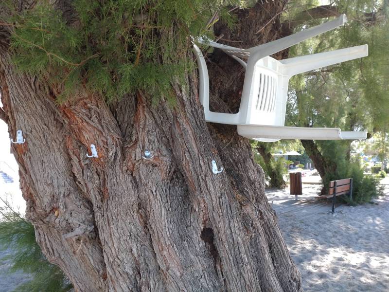Δέντρο για… όλες τις χρήσεις στην Ανατολική Παραλία