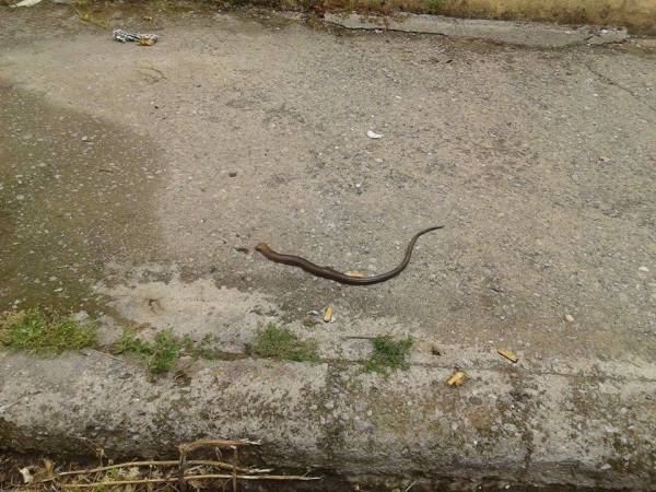 Βρήκαν φίδι έξω από το 7ο Δημοτικό Καλαμάτας