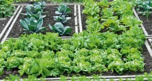 Καλαμάτα: 45 παραχωρήσεις στο δημοτικό λαχανόκηπο