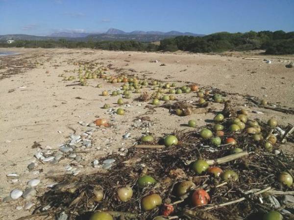 Γέμισε ντομάτες η παραλία του Λαγκούβαρδου