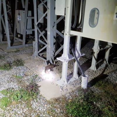 Κουνάβι προκάλεσε black out στην Τρίπολη και τα γύρω χωριά
