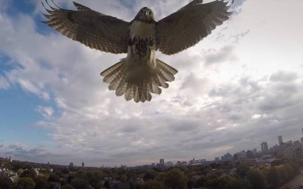 Ζώα εναντίον drone - Όταν η φύση εκδικείται (Βίντεο)