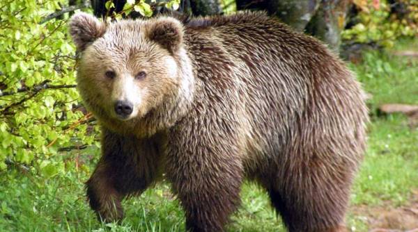 Κοζάνη: Έσωσαν αρκούδα από παγίδα για αγριoγούρουνα