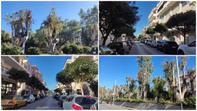 Κλαδέματα για άρση επικινδυνότητας δέντρων