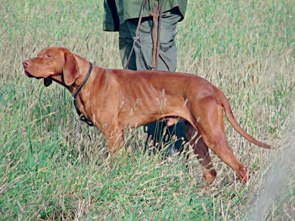 Οργή κυνηγών για τη δηλητηρίαση κυνηγόσκυλων με δολώματα στην Αργολίδα (βίντεο)