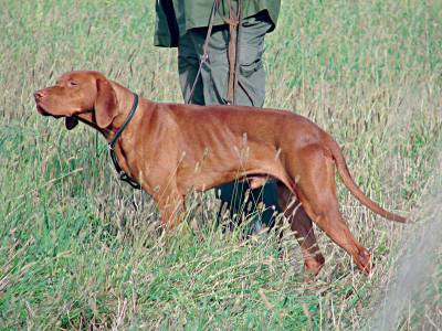 Οργή κυνηγών για τη δηλητηρίαση κυνηγόσκυλων με δολώματα στην Αργολίδα (βίντεο)