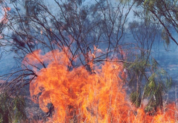 Προσαγωγή κατοίκου της περιοχής για εμπρησμό για τη φωτιά στα Μενινά -Υπό έλεγχο το πύρινο μέτωπο
