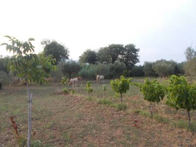 Βόδια δρουν ανεξέλεγκτα στη Νέα Κορώνη