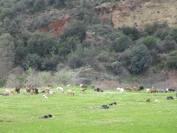 Βόσκουν πρόβατα στο Πεδίο Βολής Καλαμάτας