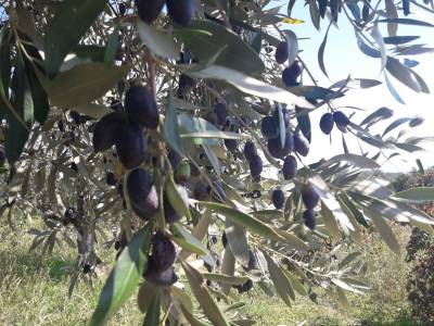 Ο πρόεδρος της Ελαίας για τα προβλήματα στον ελαιοκομικό τομέα