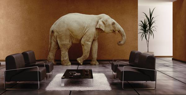Ενας ελέφαντας σε δωμάτιο Airbnb