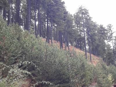 Εξόρμηση στον Ταύγετο την Κυριακή ο Ευκλής