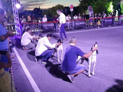 Καλαμάτα: Εντυπωσίασε η διεθνής Έκθεση Μορφολογίας Σκύλων (φωτογραφίες)