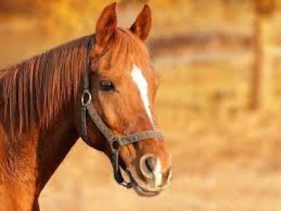 Άγνωστοι πυροβόλησαν, σκότωσαν και τεμάχισαν άλογα στα Γρεβενά
