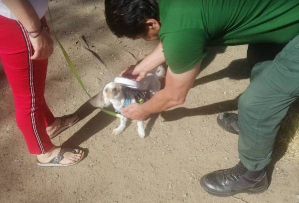 Καλαμάτα: Έλεγχοι σε δεσποζόμενα ζώα από τη Δημοτική Αστυνομία