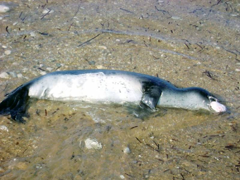 Νεκρή μεσογειακή φώκια στην Κουρκούλα Μονεμβασιάς
