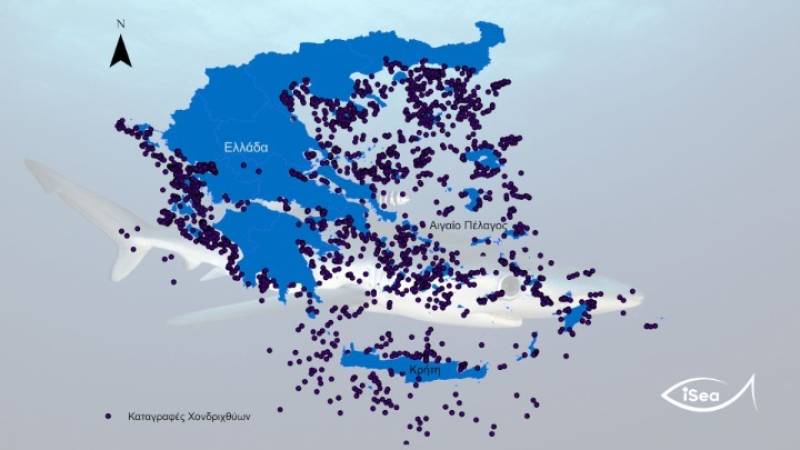 iSea: Γεμάτες καρχαρίες και σαλάχια οι ελληνικές θάλασσες τα τελευταία 90 χρόνια