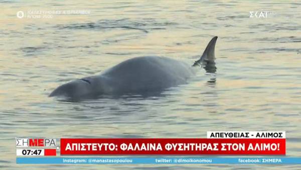 Φάλαινα φυσητήρας στην παραλία Αλίμου (Βίντεο)