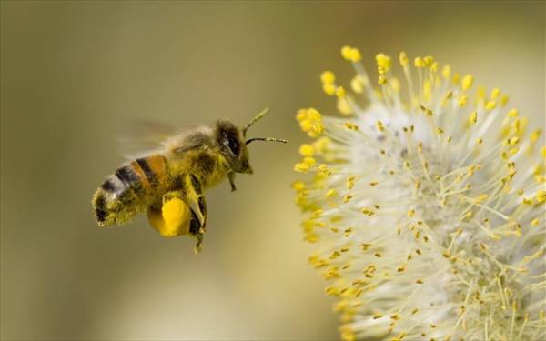 Οι μέλισσες της Γης εξαφανίζονται από έναν ιό με που εξαπλώνουν οι άνθρωποι