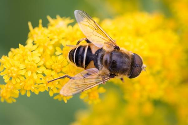 Προειδοποίηση του Συλλόγου Επαγγελματιών Μελισσοκόμων Μεσσηνίας - Αρκαδίας - Λακωνίας: Τα φυτοφάρμακα σκοτώνουν τις μέλισσες