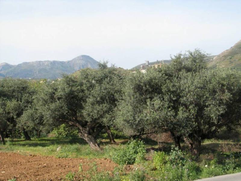 Χαμηλές τιμές, μικρή ζήτηση και αναμονή για μεγάλη παραγωγή: Σε απόλυτο αδιέξοδο η ελαιοπαραγωγή