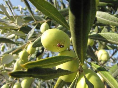 Καμπανάκι από το ΓΕΩΤΕΕ Πελοποννήσου για τη δακοκτονία