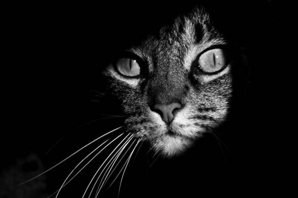Γάτες: Η μυστηριώδης ζωή τους σε "άσπρο - μαύρο"