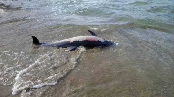 Νεκρό δελφίνι στην παραλία Λουτρακίου