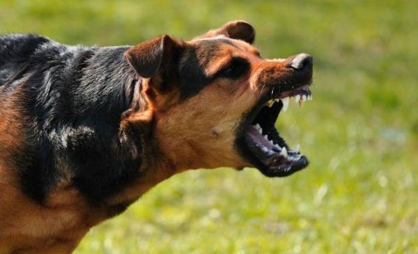 Αγρια επίθεση σκύλων σε ηλικιωμένη στο κέντρο της Ξάνθης