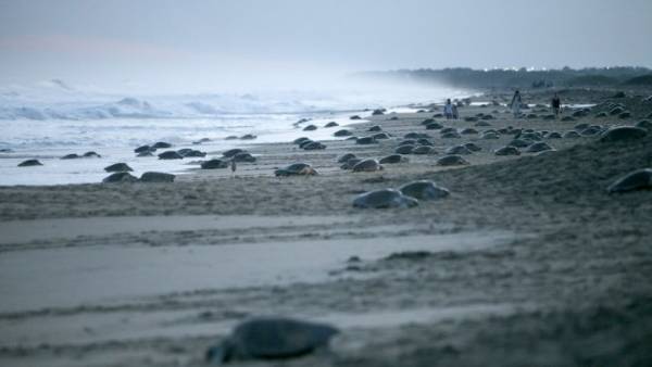 Μεξικό: Περίπου 300 θαλάσσιες χελώνες υπό εξαφάνιση βρέθηκαν νεκρές