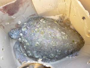 Τραυματισμένη χελώνα στην παραλία Καλαμάτας
