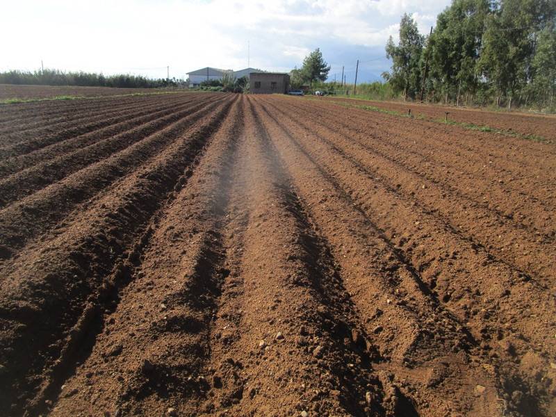Καλαμάτα: Τα μισά στρέμματα φυτεύουν φέτος οι πατατοπαραγωγοί (βίντεο)