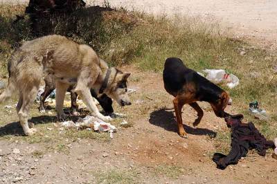 Αδιέξοδο με τα αδέσποτα στην Καλαμάτα