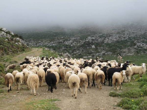 Καταστάσεις δικαιούχων βιολογικής κτηνοτροφίας στη Μεσσηνία