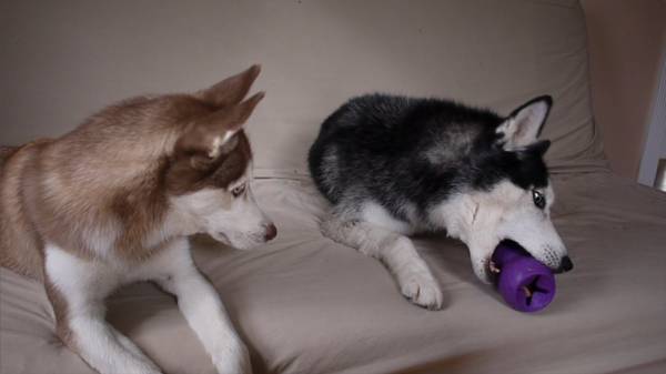 Απολαυστικός «διάλογος» δύο σκυλιών Χάσκι! (βίντεο)