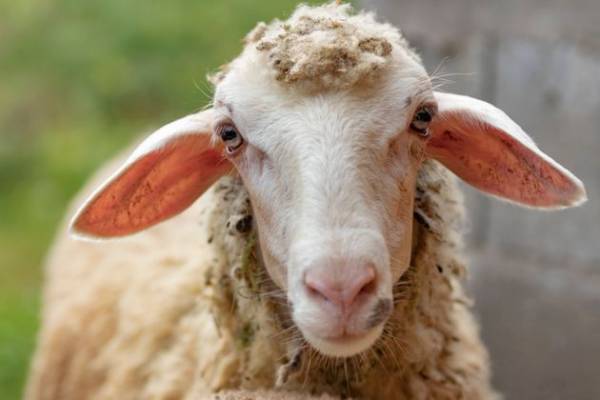 Πρόβατο με GPS οδήγησε στη σύλληψη ζωοκλεφτών στην Κρήτη