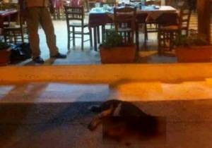Εύβοια: Ιδιοκτήτης ταβέρνας σκότωσε αδέσποτο μπροστά στα μάτια των πελατών