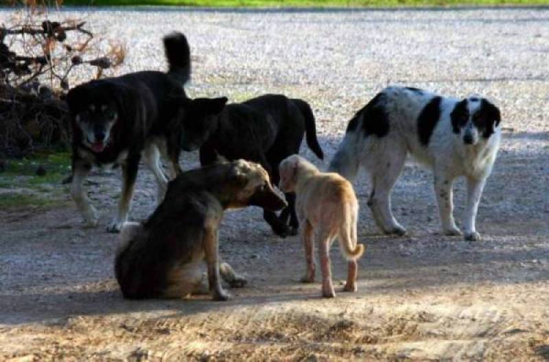 Μικρότερο το διαδημοτικό καταφύγιο αδέσποτων ζώων Καλαμάτας - Μεσσήνης