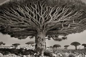 Αρχαία δέντρα! (φωτογραφίες)