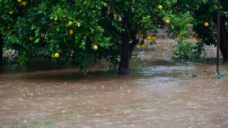 Ηλεία: Οι βροχοπτώσεις προκάλεσαν ζημιές σε καλλιέργειες