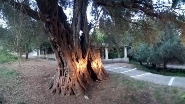 Ενα από τα αρχαιότερα ελαιόδεντρα του κόσμου βρίσκεται στην Κέρκυρα