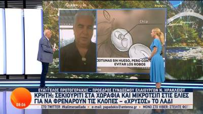 Ελαιοπαραγωγοί τοποθετούν μικροτσίπ στις ελιές για να προστατευτούν από τις κλοπές